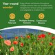 image 5 of Poppy Flower Seeds - Papaver Rhoeas, Field Poppy - 10g