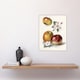 image 4 of King of Pippins Apple Vintage Illustration Wright Wall Art Poster Print 12X16"