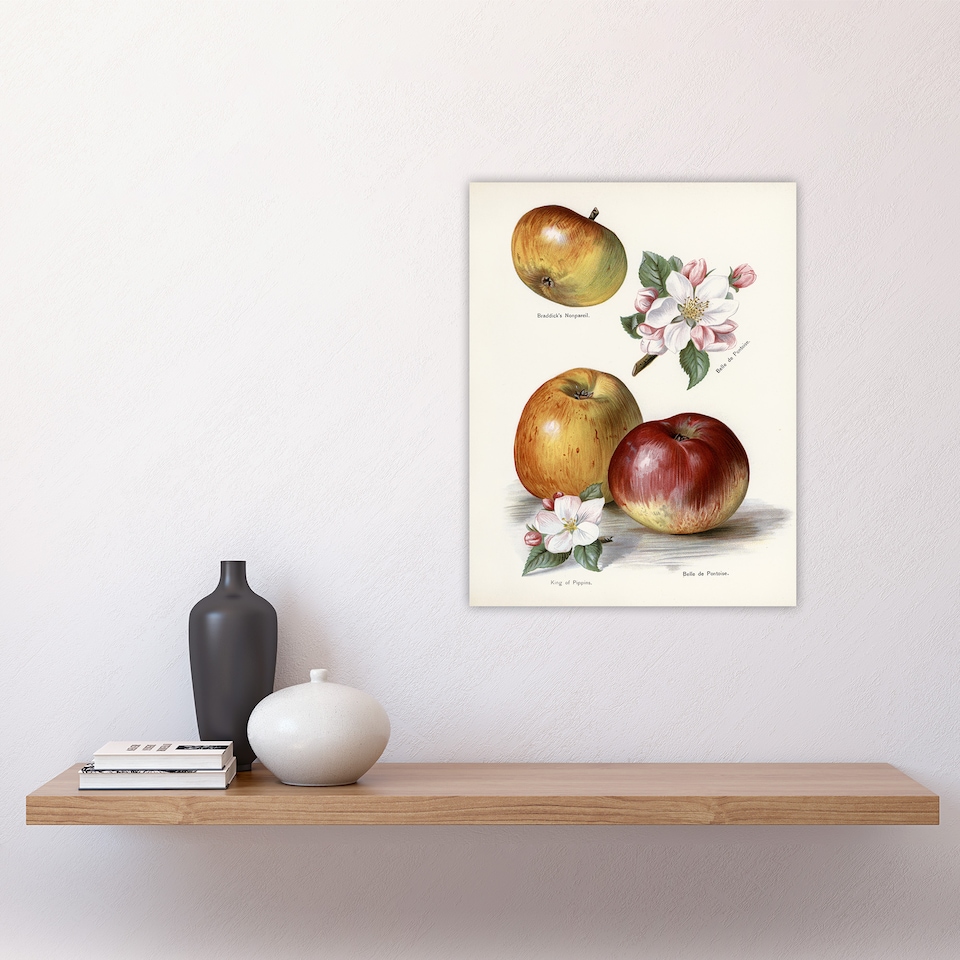 image 1 of King of Pippins Apple Vintage Illustration Wright Wall Art Poster Print 12X16"