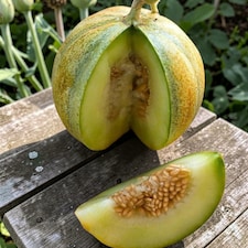 Carbeth Plants 6 x Melon Ogen Vegetable Plant - 9cm Pot - Easy Grow Kitchen Garden