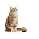 image 8 of Royal Canin Cat Food Digestive Care 2 KG