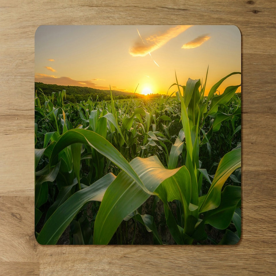 image 1 of Young green corn growing on the field at sunset (Placemat & Coaster Set) (Placemat & Coaster Set)