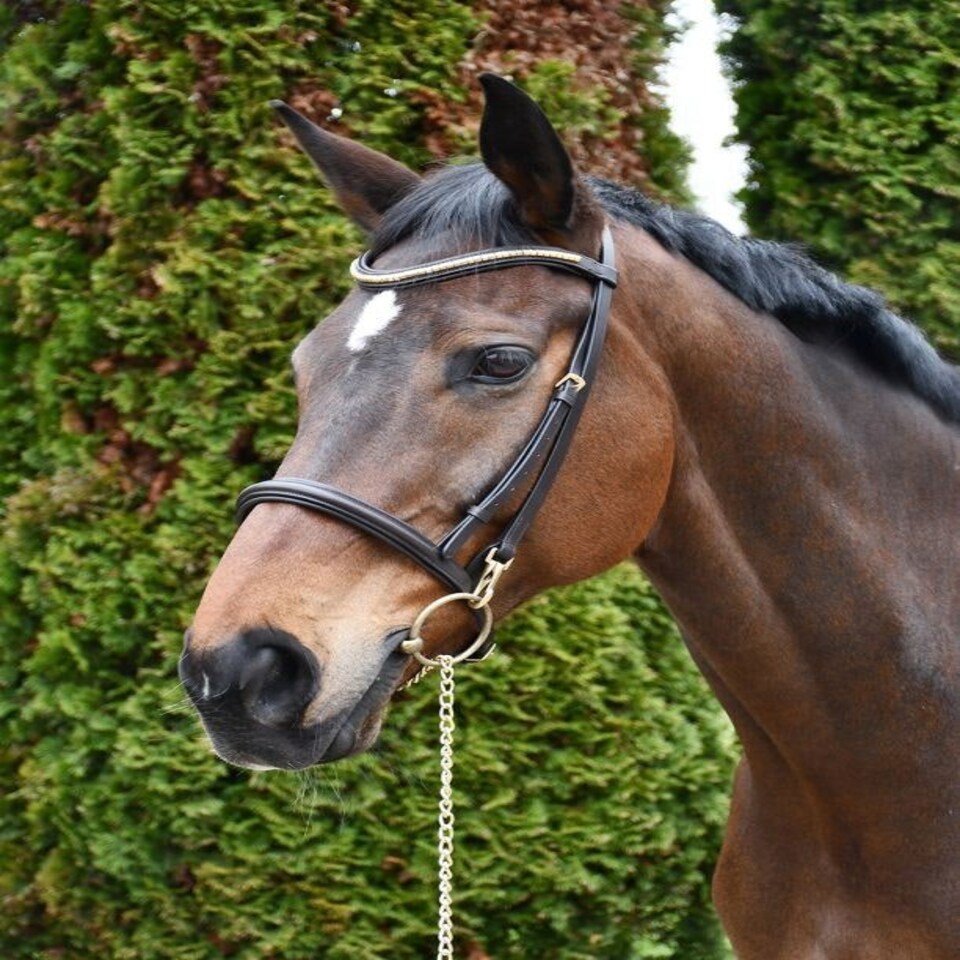 image 1 of Rhinegold Veneto Show Bridle Clincher Browband Black | Size: Full
Colour: Black