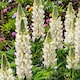 image 2 of Carbeth Plants Lupin Gallery White in 2L Pot - Compact Hardy Lupin Perennial with White Flower Spikes