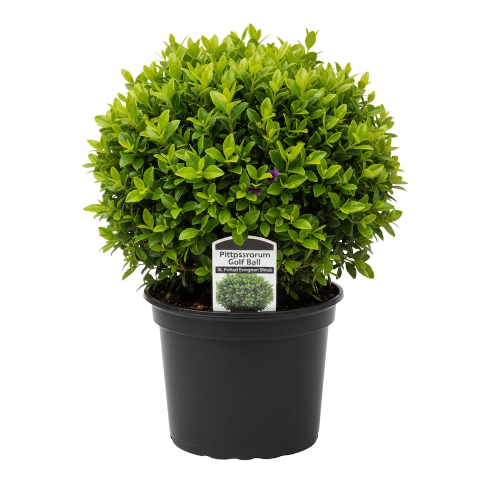 Pittosporum Golf Ball 3L Potted Evergreen Shrub