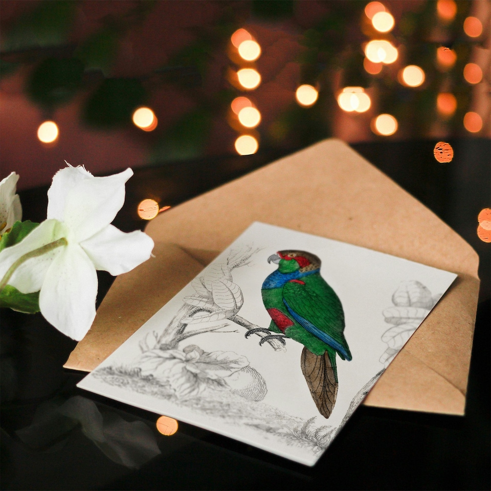 image 1 of Oliver Goldsmith Art Card Parakeet Parrot Bird Drawing