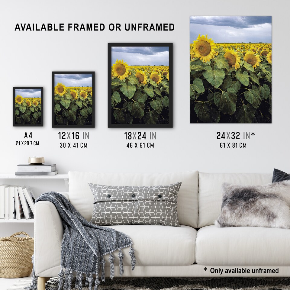 image 1 of A Kansas sunflower field up close Highsmith Huge Wall Art Print 18X24 In