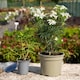 image 5 of Marshalls Garden Choisya 'White Dazzler' - 3 x 9cm potted shrubs