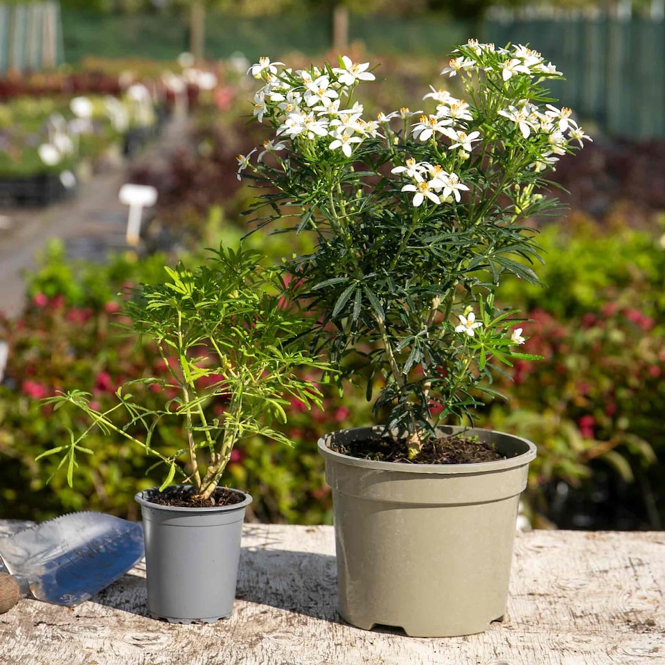 image 1 of Marshalls Garden Choisya 'White Dazzler' - 3 x 9cm potted shrubs