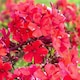 image 1 of Phlox paniculata Starfire - Crimson Blooms Scented Butterfly-Friendly Perennial - 1x 1L Potted Plant