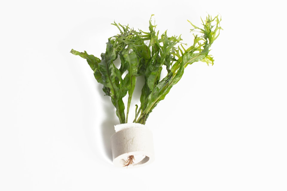 image 1 of Windelov Java Fern (Microsorum pteropus 'Windelov') - Live Aquarium Plant for Midground Planting - Fish Tank Plant