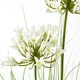 image 3 of Hill Interiors Agapanthus Plant Pot - White/Green - One Size