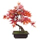 image 1 of 50cm Artificial Red Maple Bonsai Tree | Red | One Size