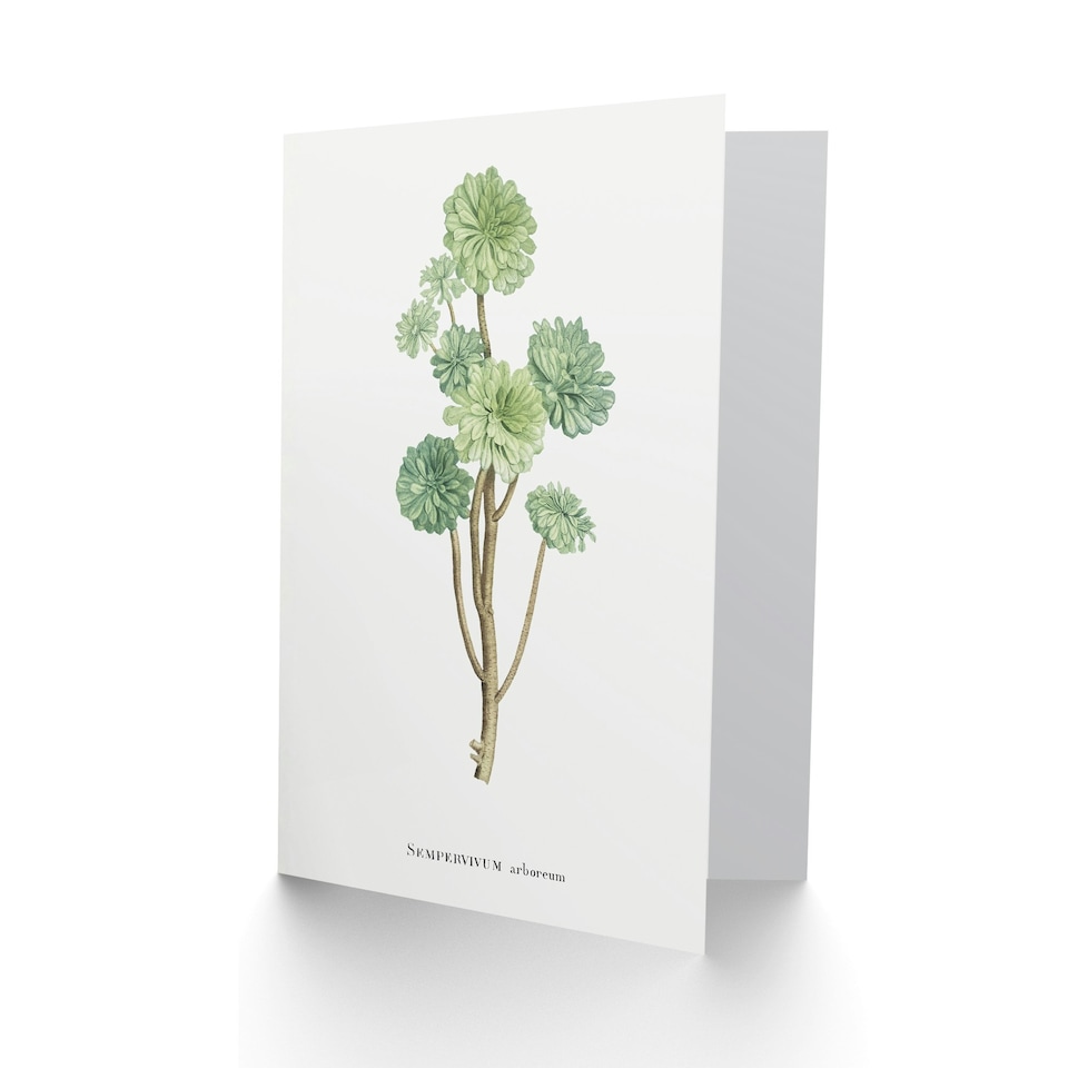 image 1 of Pierre-Joseph Redouté Art Card Tree Houseleek Succulent