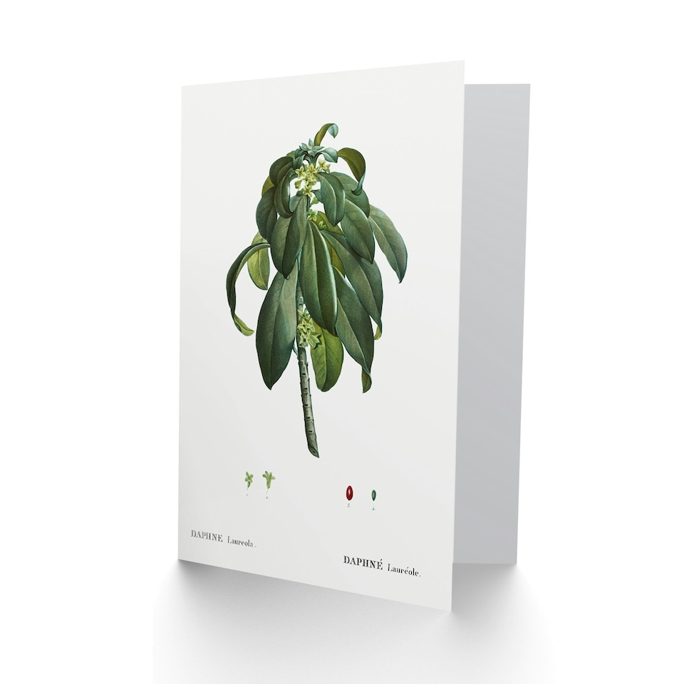 image 1 of Pierre-Joseph Redouté Art Card Spurge Laurel Vintage Botanical
