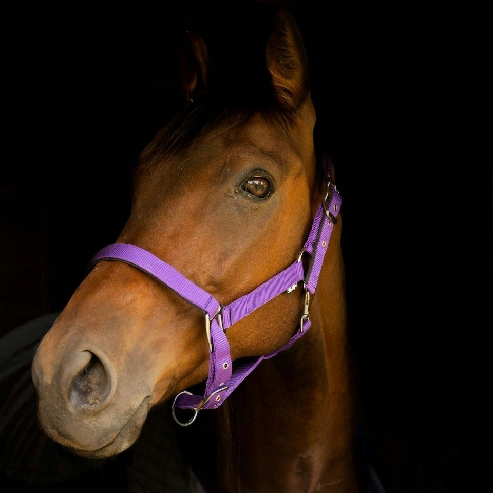 image 1 of Gallop Equestrian Premium Padded Headcollar With Matching Leadrope Purple | Size: Shetland
Colour: Purple