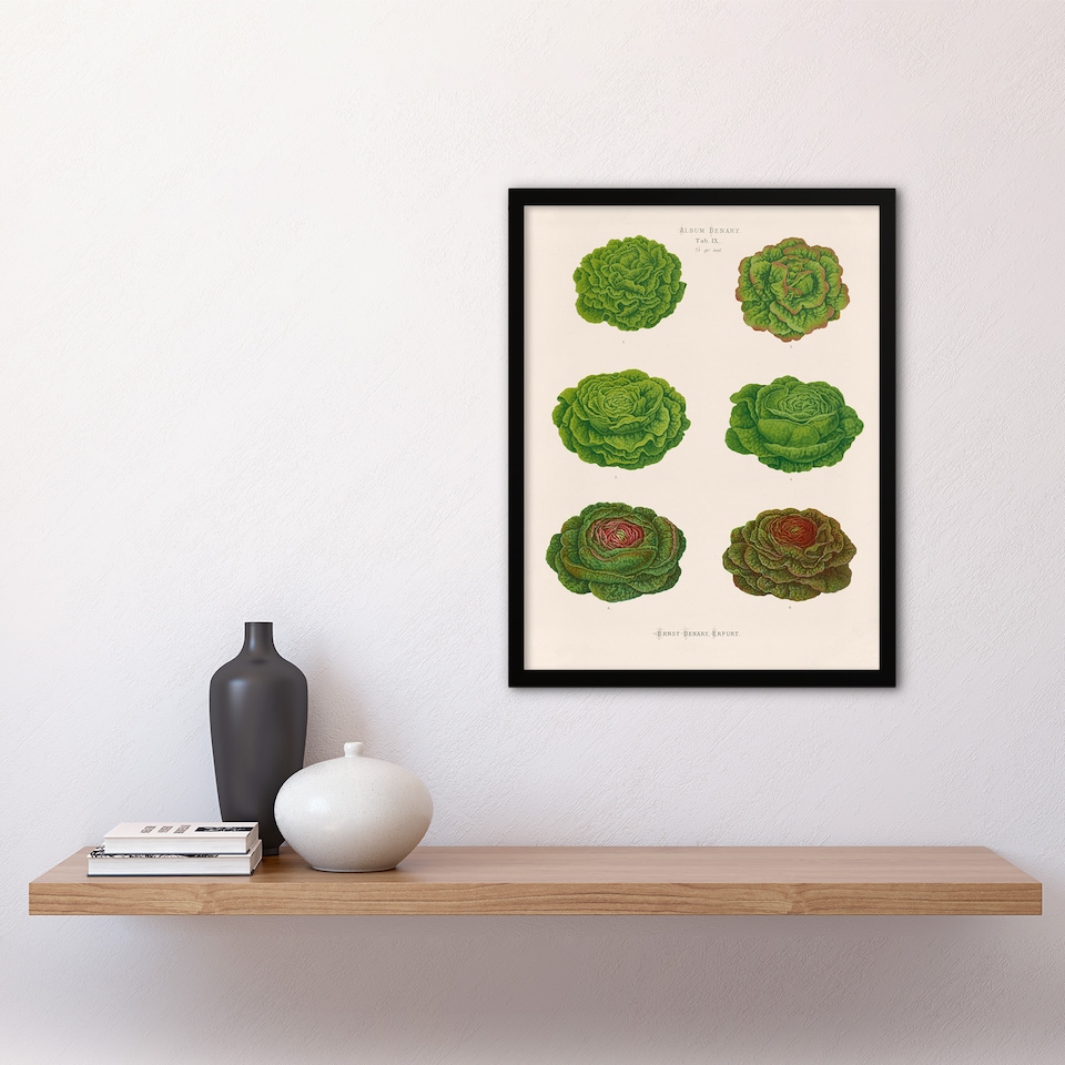 image 1 of Ernst Benary Lettuce and Cabbage Varieties Framed Wall Art Picture Print A3