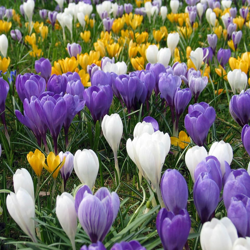 image 1 of YouGarden Crocus 'Large Flowered Mixed', Set of 30 Bulbs for Autumn Planting and Spring Flowers