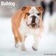 image 1 of Bulldog 2026 Calendar | Square Wall Calendar | Dog Breed Gift | Plastic Free Packaging | by Avonside Publishing