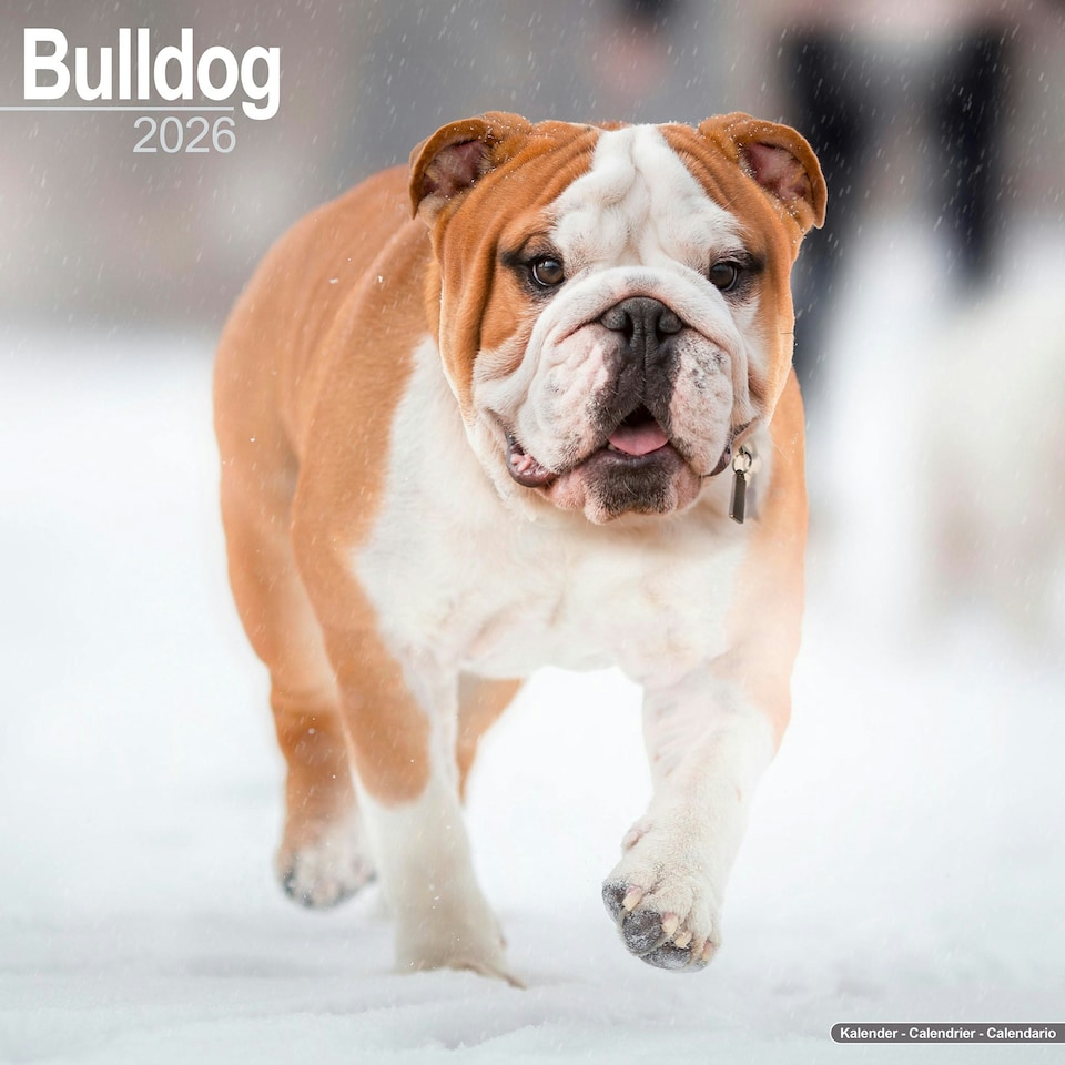 image 1 of Bulldog 2026 Calendar | Square Wall Calendar | Dog Breed Gift | Plastic Free Packaging | by Avonside Publishing