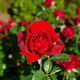 image 3 of Carbeth Plants Graduation Rose Bush in 3L Pot - Gift Wrapped Rose Gift | Multi