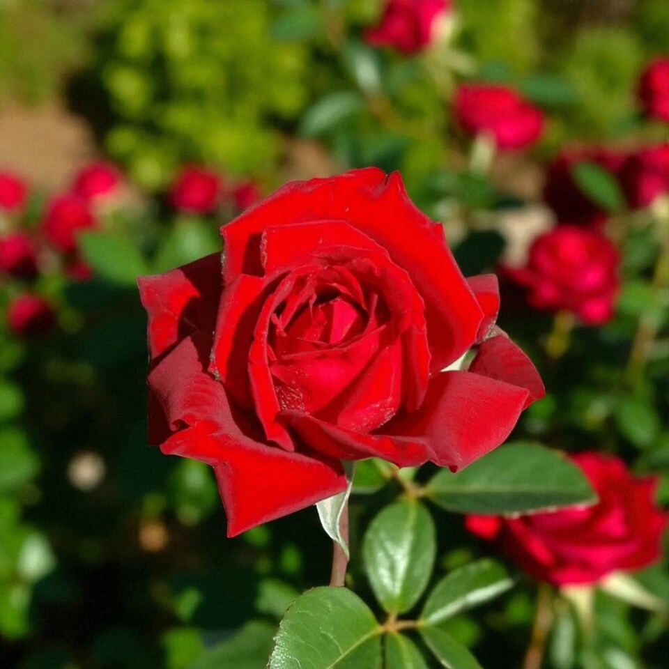 image 1 of Carbeth Plants Graduation Rose Bush in 3L Pot - Gift Wrapped Rose Gift | Multi