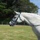 image 2 of Rhinegold Anatomic Bridle Black | Size: Cob
Colour: Black