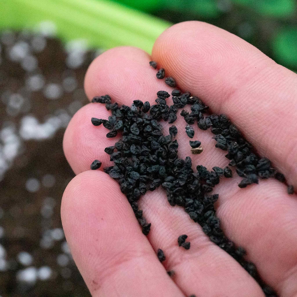 image 1 of Marshalls Garden Leek Seeds 'Lancaster' F1, 50 Seeds