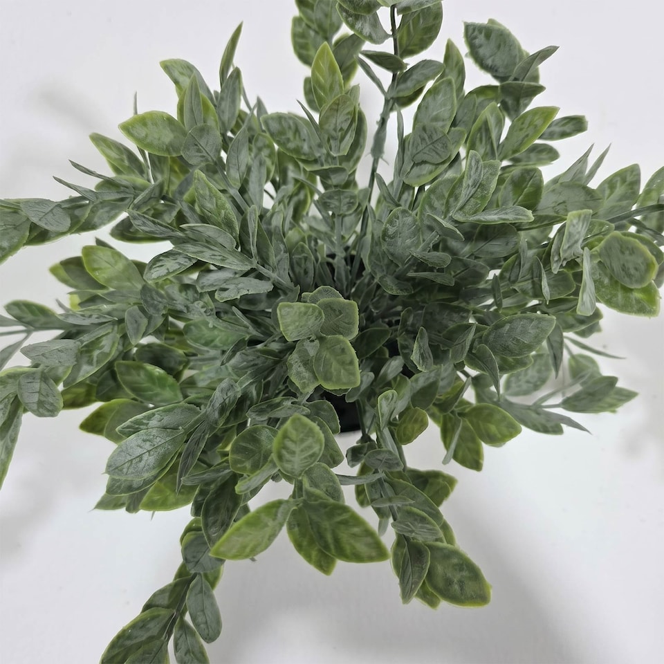 image 1 of Homescapes Artificial Daphne Odora & Eucalyptus in White Pot