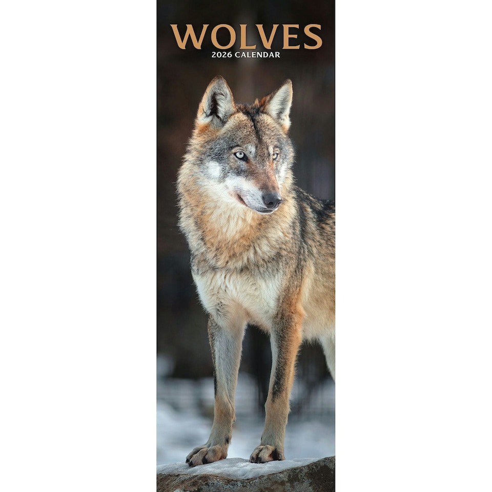 image 1 of Wolves Slim 2026 Calendar | Slimline Wall Calendar | Animal Gift | Plastic Free Packaging | by Avonside Publishing [Calendar] Avonside Publishing Ltd