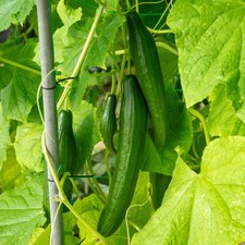 Marshalls Garden Cucumber 'Burpless Tasty Green' 6 jumbo plug