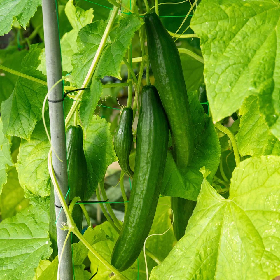 image 1 of Marshalls Garden Cucumber 'Burpless Tasty Green' 6 jumbo plug