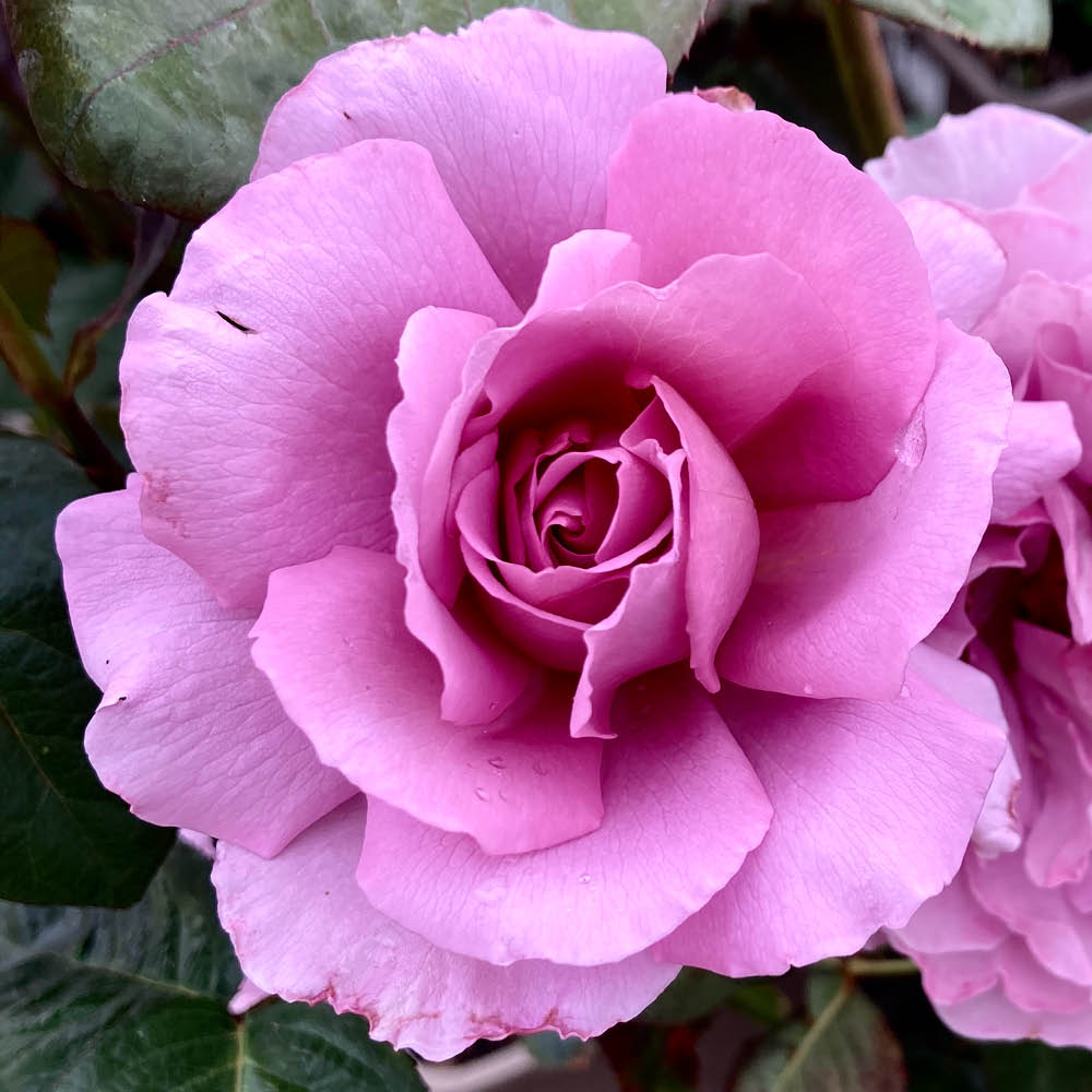 YouGarden Rose 'Blue Moon', Established Plant in 3L Pot, Ready to Plant, For Pots, Beds, or Borders