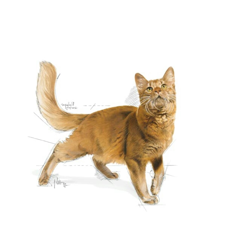 image 1 of Royal Canin Cat Fit 32 10KG