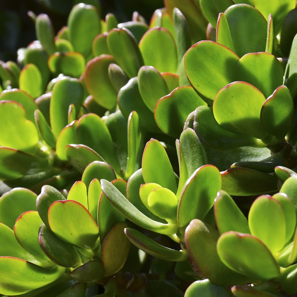 image 1 of Crassula Ovata in a 12cm Pot Perfect for Home/Office Live Indoor Pot Plant Money Penny Tree Homes