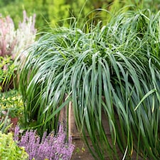 Carex Ribbon Falls 9cm Potted Plant x 2 | Green | 2