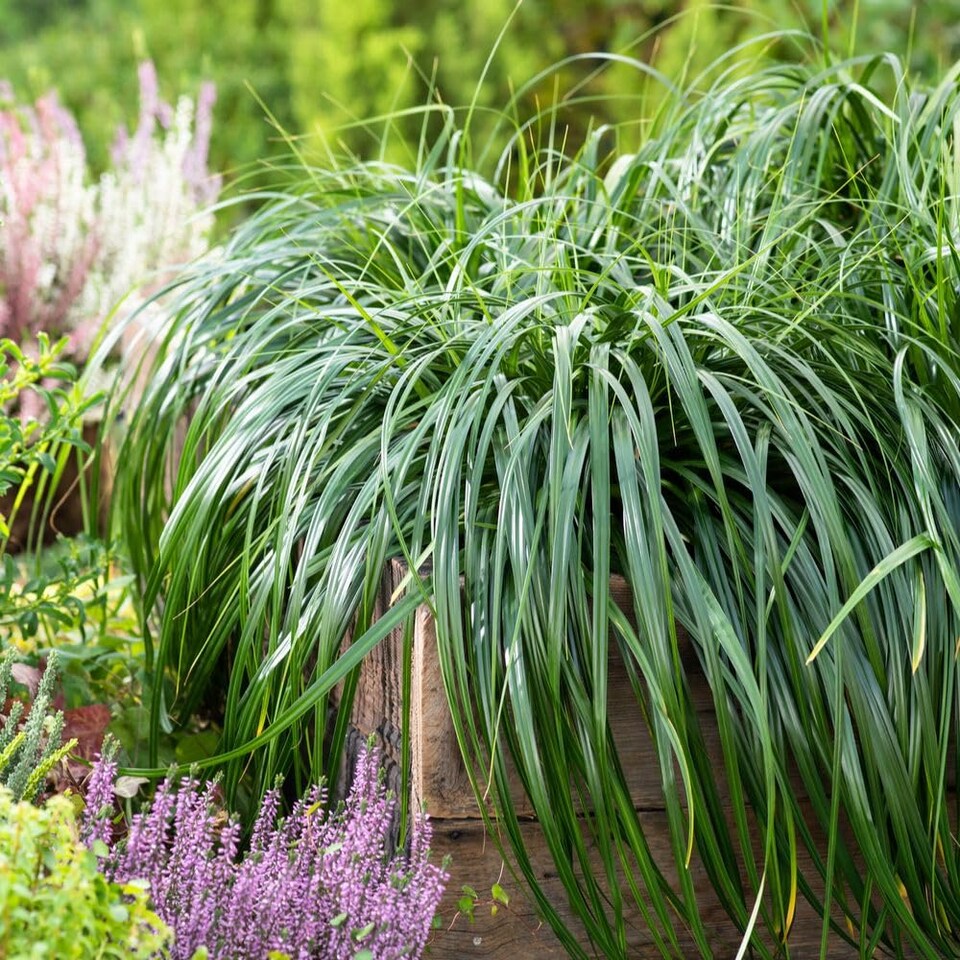 Carex Ribbon Falls 9cm Potted Plant x 2 | Green | 2