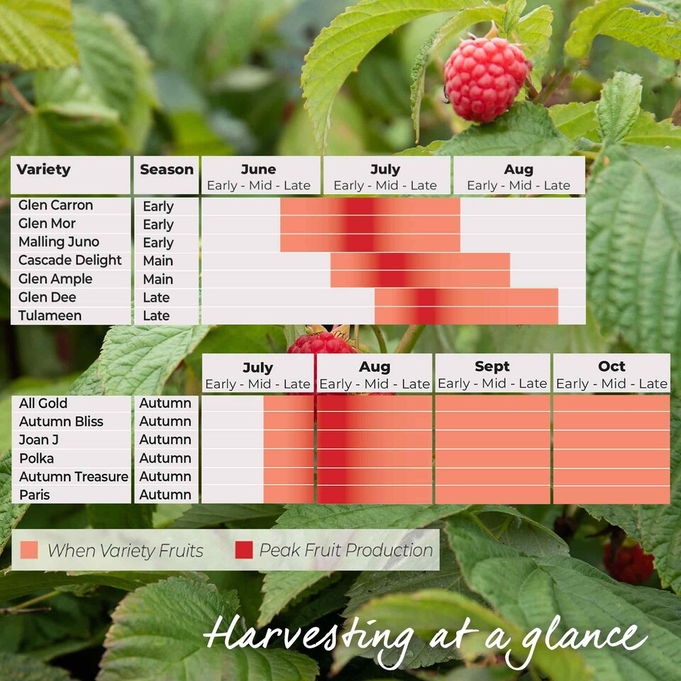 image 1 of Marshalls Garden Thornless Raspberry 'Autumn Treasure' UK-bred 10 bare root