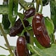 image 2 of Marshalls Garden Chilli Pepper Seeds Machu Pichu F1 6 Seeds | Green | Brown