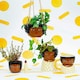 image 4 of Sass & Belle Planter Chantelle