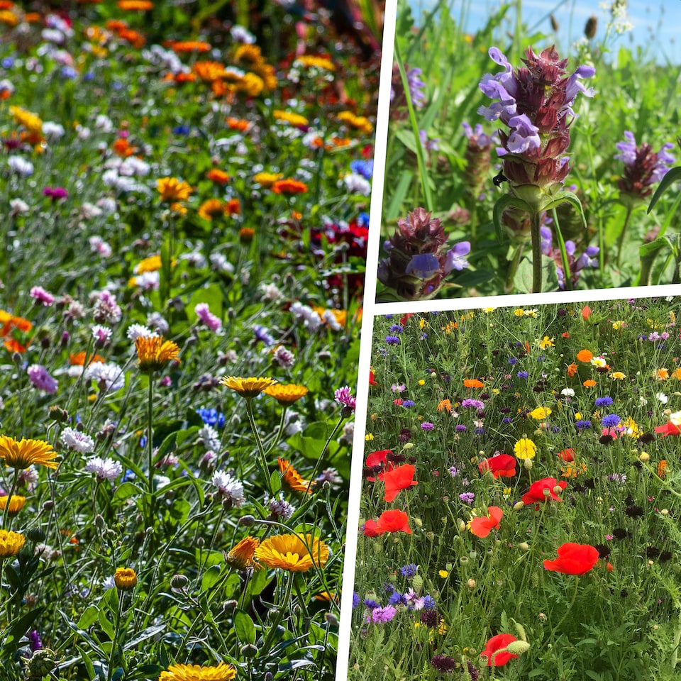 image 1 of Pegdev 8g Pro Flora Wild Flower Seed Mix for Biodiversity and Conservation