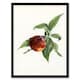image 1 of John Wright Framed Wall Art Vintage Illustration of Pine Apple Nectarine