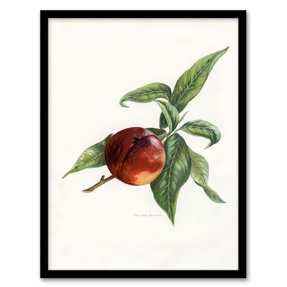 image 1 of John Wright Framed Wall Art Vintage Illustration of Pine Apple Nectarine