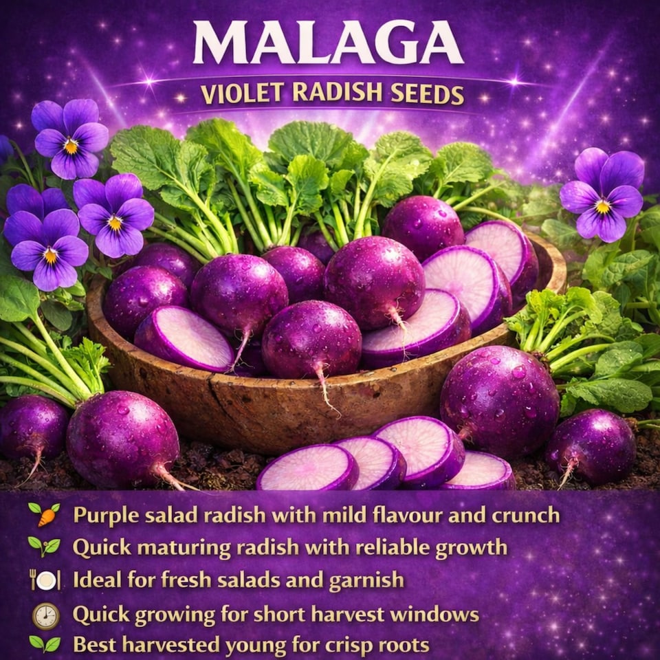 Malaga Violet Radish - Tesco Groceries