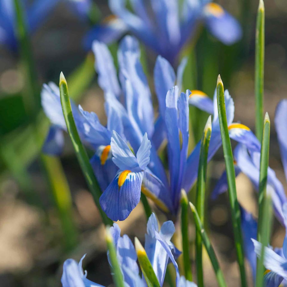 image 1 of Marshalls Garden Iris 'Cantab' (Reticulata), 20 Bulbs, Blue Dwarf, Early-Flowering