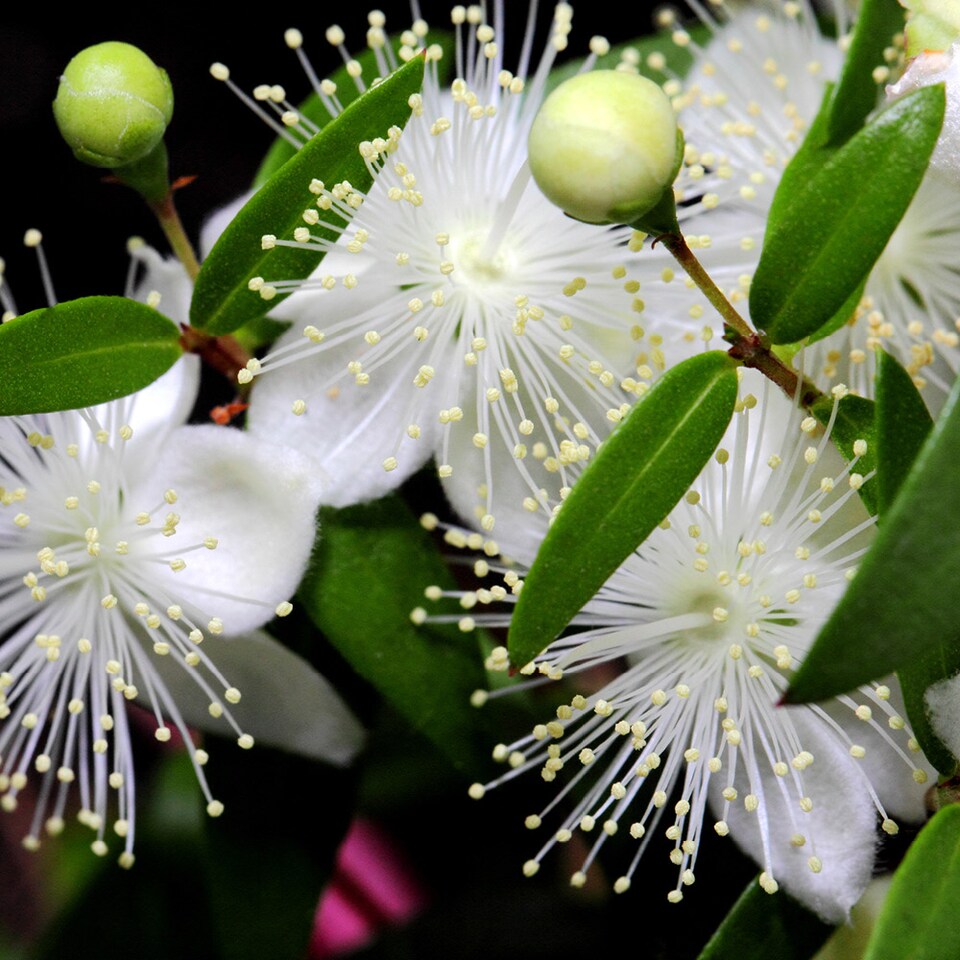 image 1 of YouGarden Myrtus communis, Common Myrtle Evergreen Shrub, 1 x 18cm Pot, Fragrant Leaves, White Flowers Hardy Plant