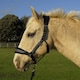 image 1 of Rhinegold Star Spangled Headcollar & Rope Set Green | Size: Shetland Pony
Colour: Turquoise