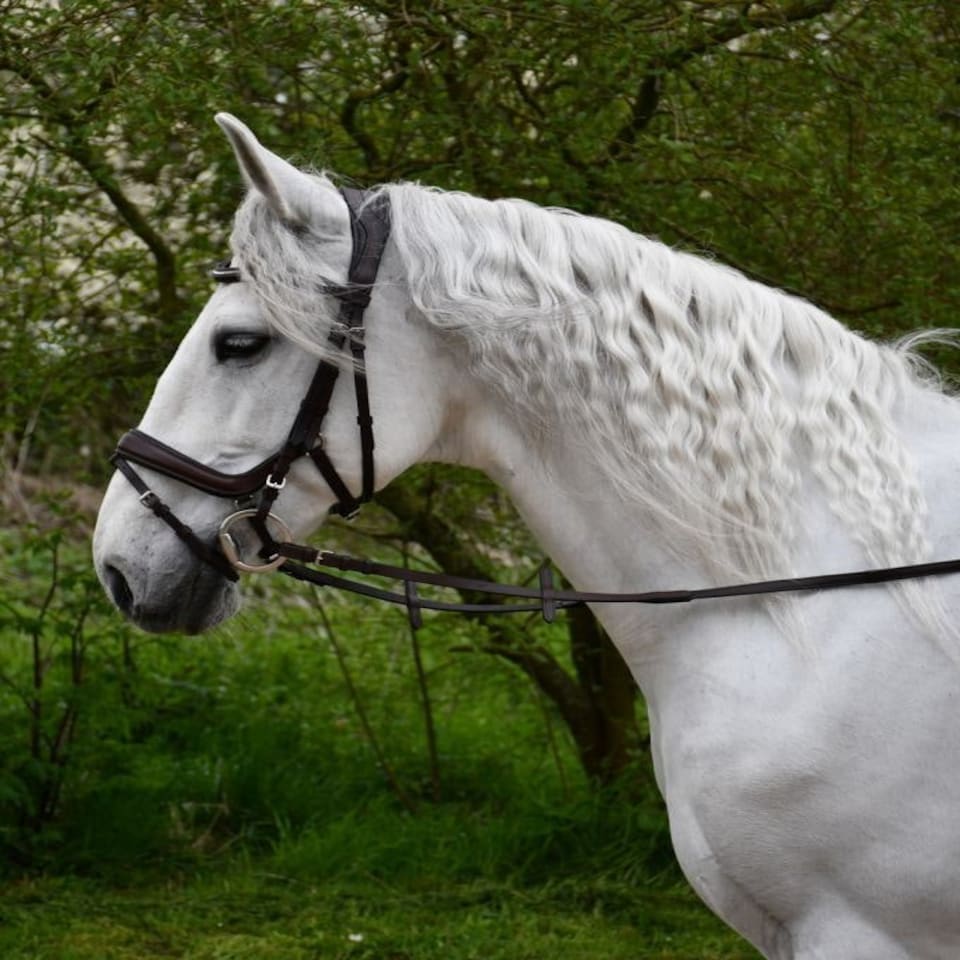 image 1 of Rhinegold Anatomical Flash Bridle Black | Size: X-Full
Colour: Black