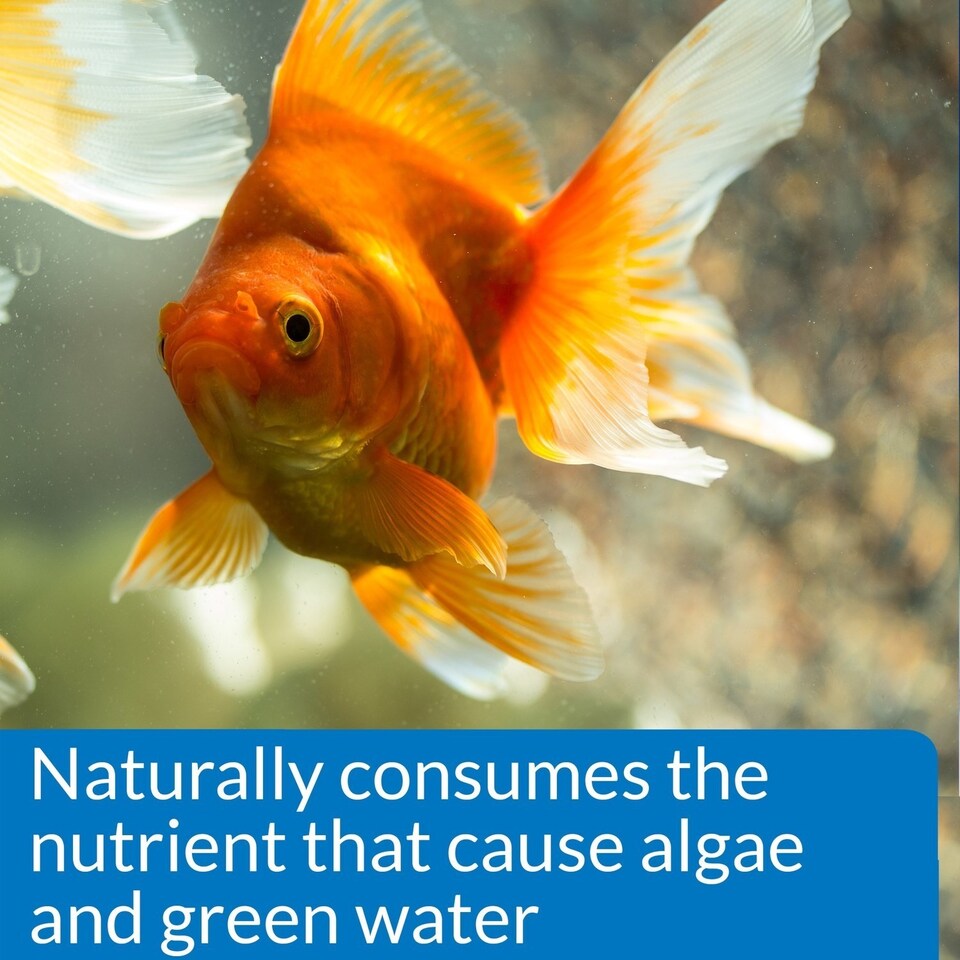 API Prevent Algae Control Solution 237ml Pack of 12 Aquarium Algae ...