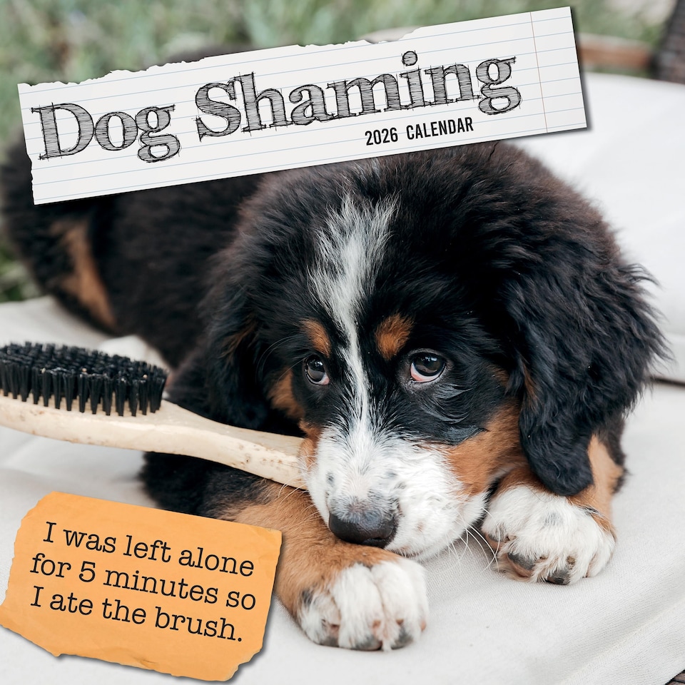 2026 Square Wall Calendar - Dog Shaming